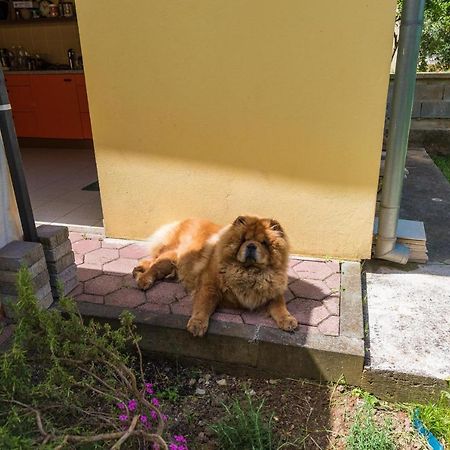 Dali Apartman Zára Kültér fotó